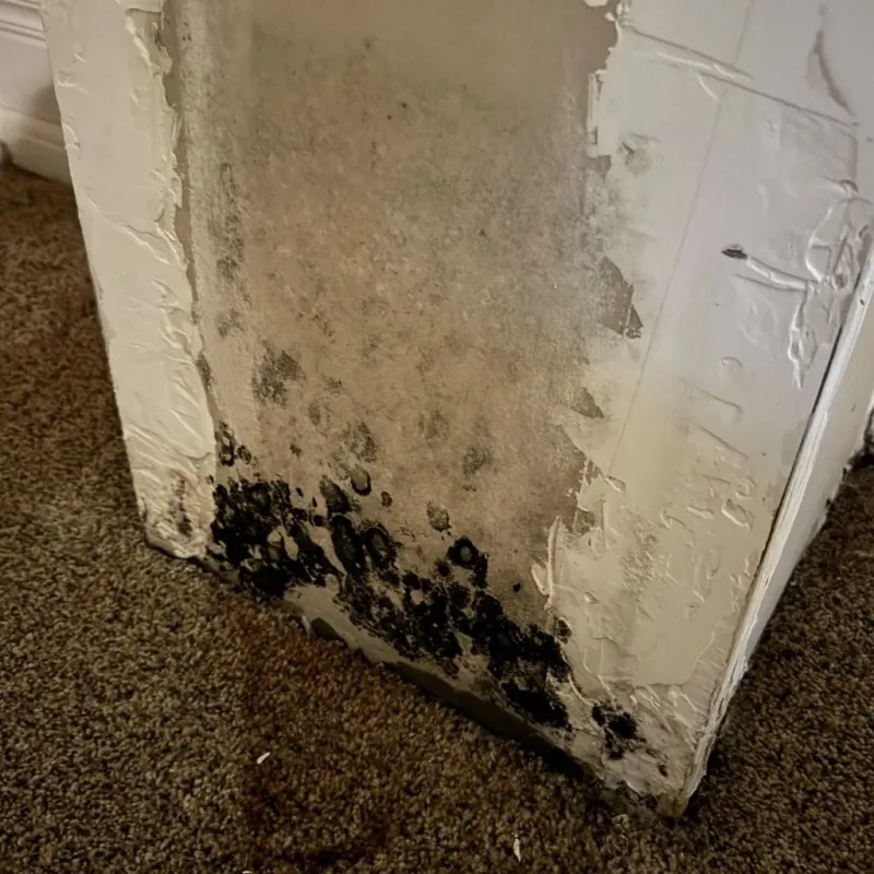 Professional Mold Removal in New Cumberland, PA